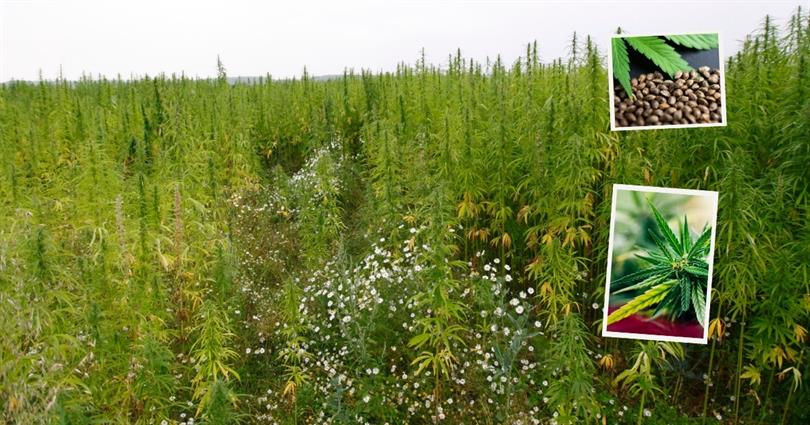 Kenevir Yetiştiriciliği İçin Müracaat Edeceklerin Dikkatine