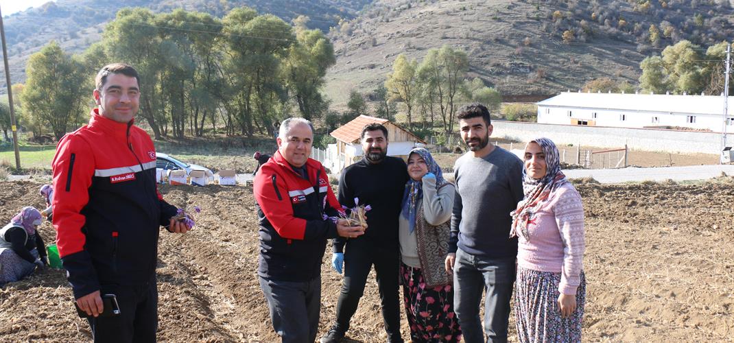 Kultak Köyü’nde Safran Dikimi Gerçekleştirildi